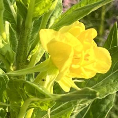 Common Evening Primrose
