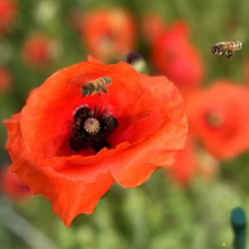 American Legion Poppy