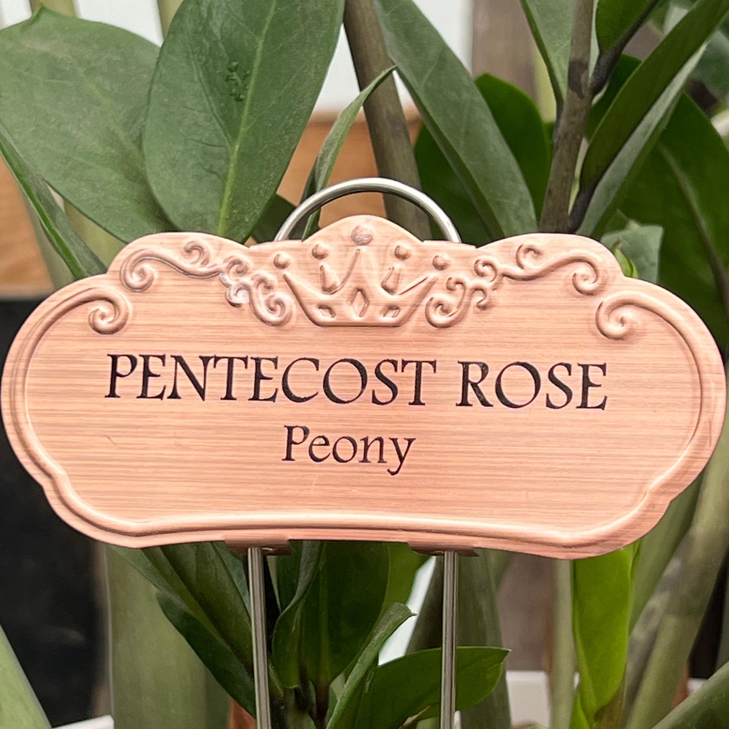 Pentecost Rose
