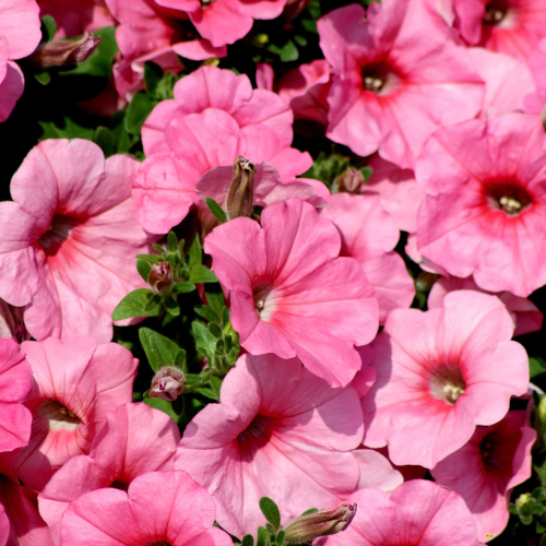 Salmon Petunia