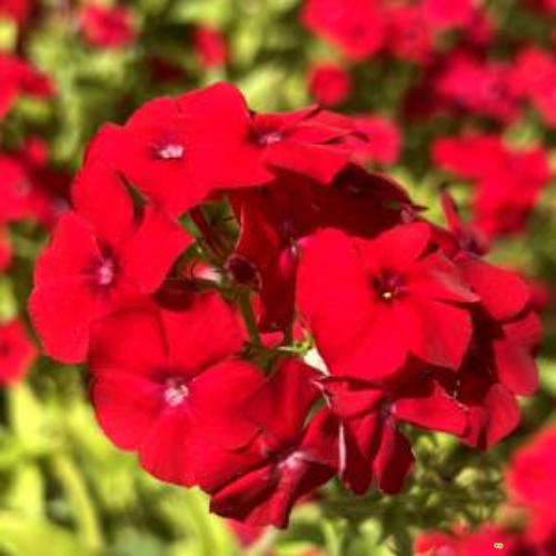 Annual Phlox