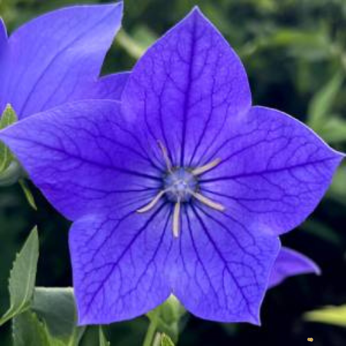 Fuji Blue Balloon Flower