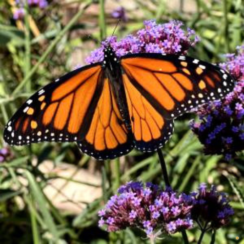 Verbena ‘Purple Top’