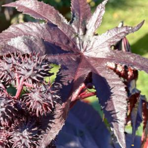 Castor Bean