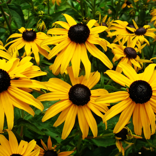 Indian Summer Rudbeckia