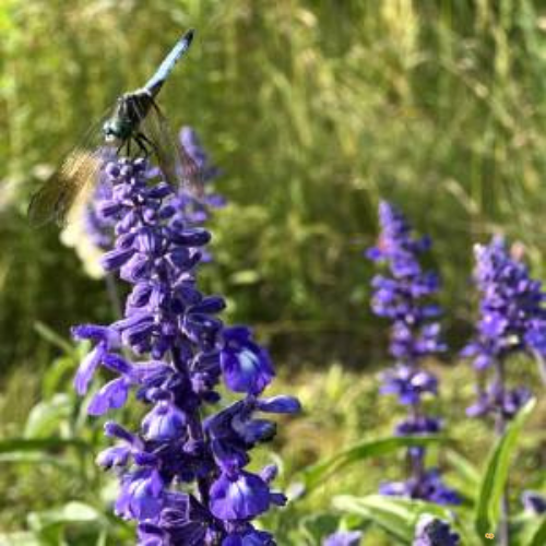 Blue Bedder Salvia