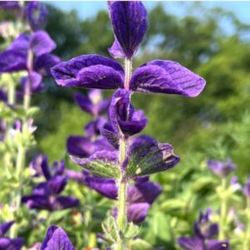 Blue Monday Salvia