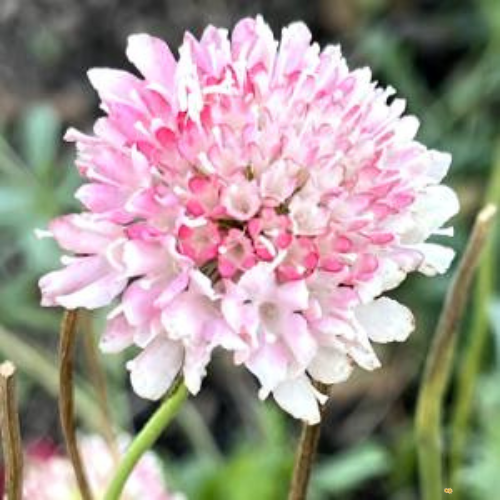 Pincushion Pink