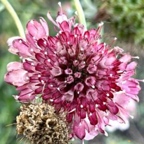 Salmon Queen Scabiosa