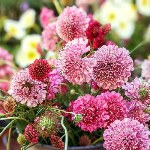 Summer Fruits Scabiosa
