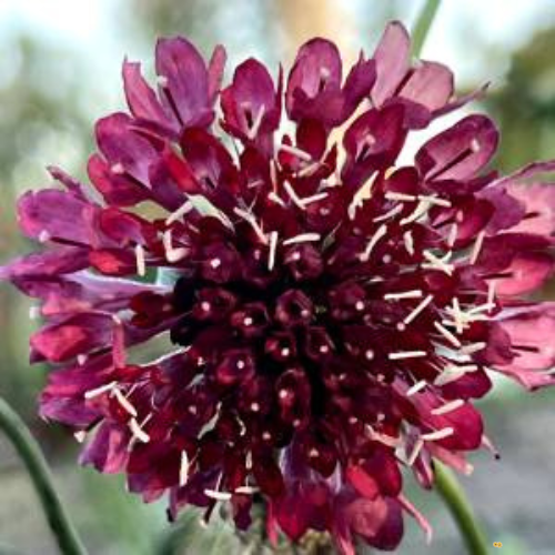 Summer Fruits Scabiosa