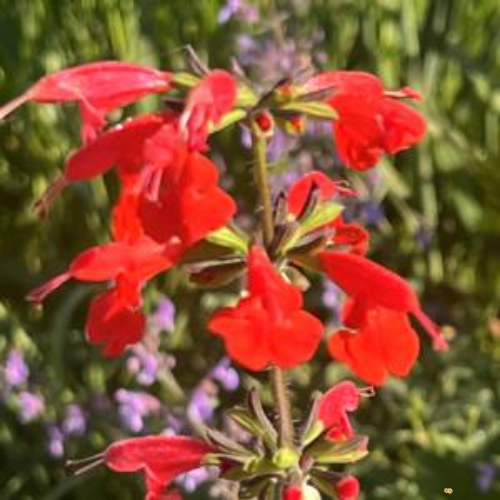 Summer Jewel Red Salvia