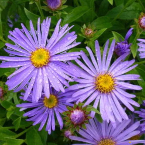 Smooth Blue Aster