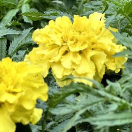 Crackerjack Mix Marigold