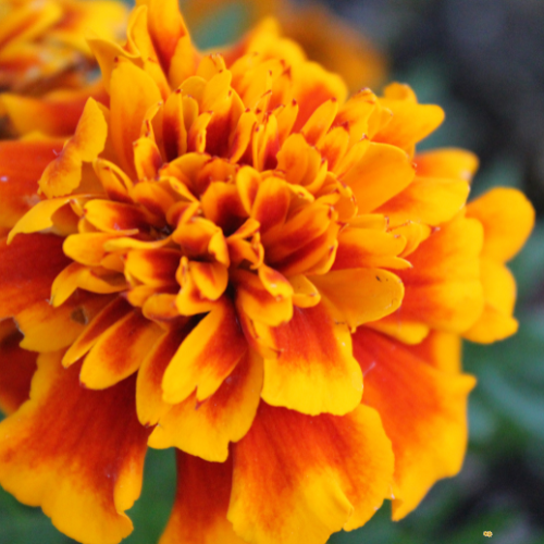 Sparky French Marigold