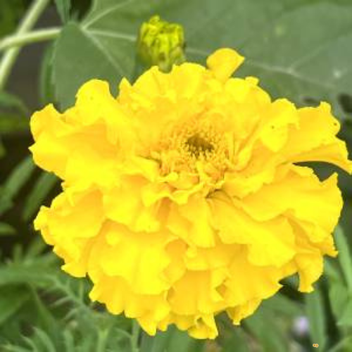 African Marigold