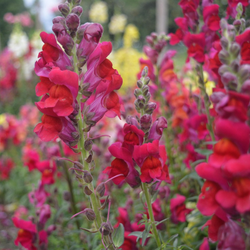 Velvet Red Snapdragon