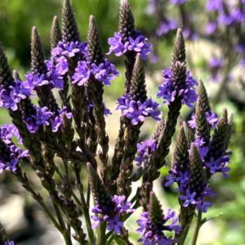 Blue Vervain