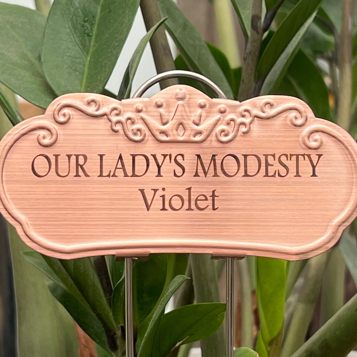 Our Lady's Modesty