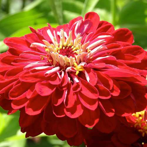 Cherry Queen Zinnia