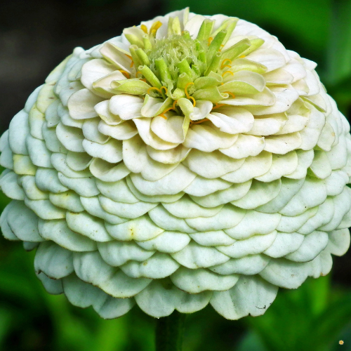 Polar Bear Zinnia