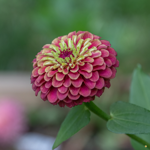Queeny Red Lime Zinnia