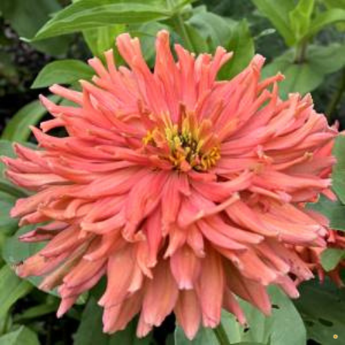 Senorita Zinnia