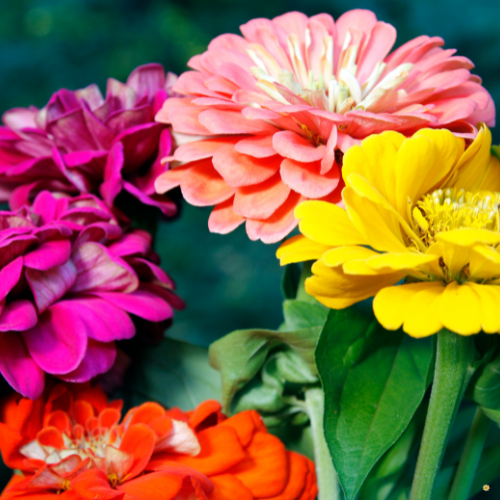 State Fair Zinnia