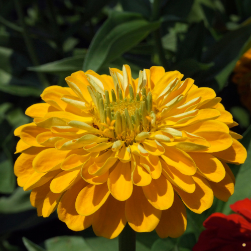 Zinnia Canary Bird