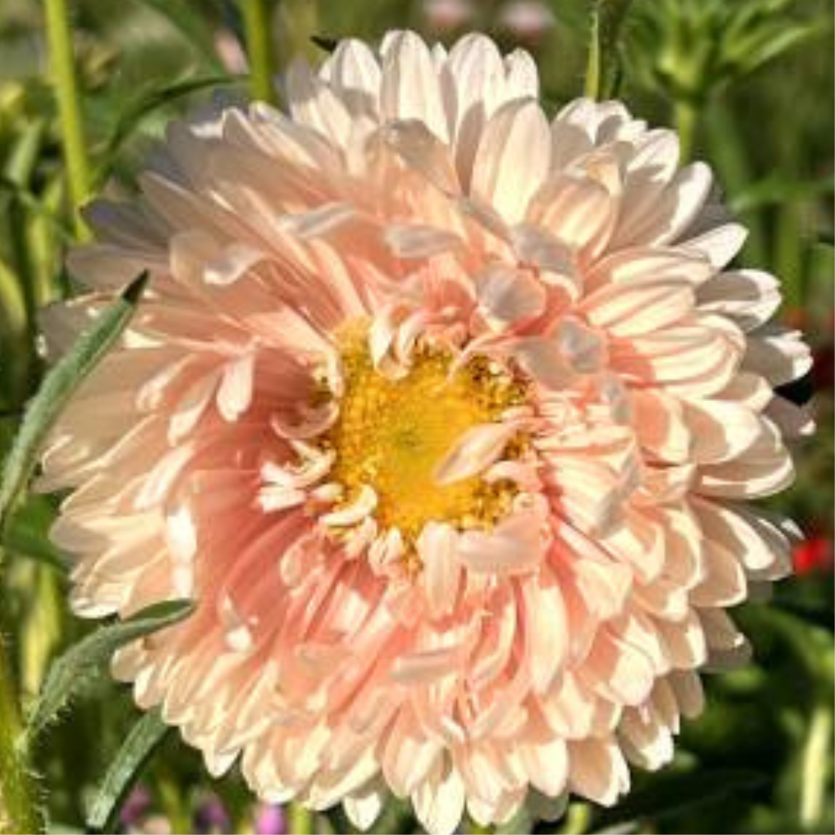 Salmon Chinese Aster