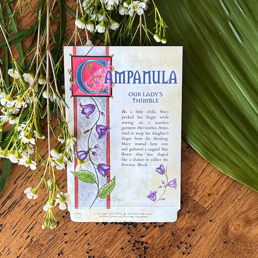 Campanula