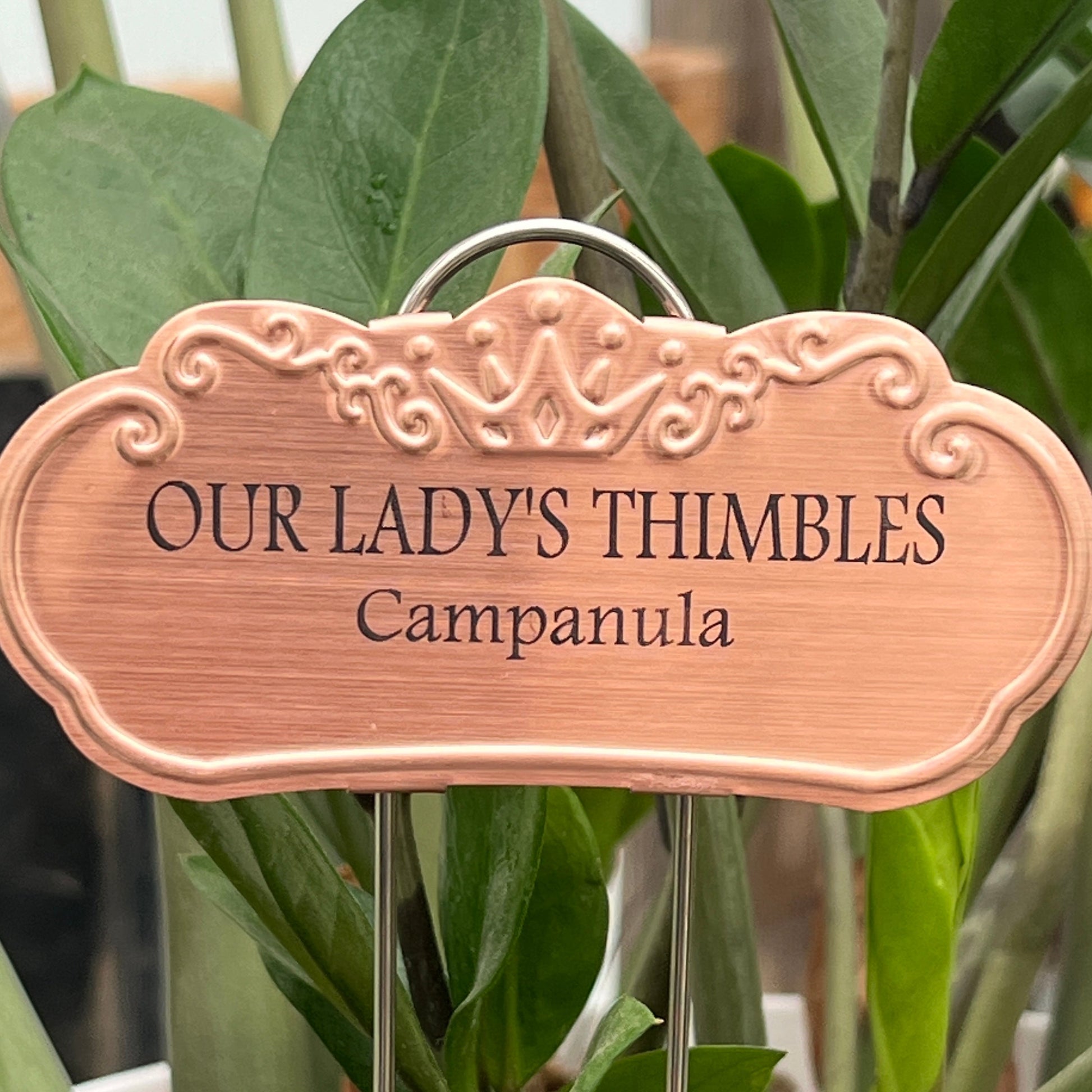Our Lady's Thimbles