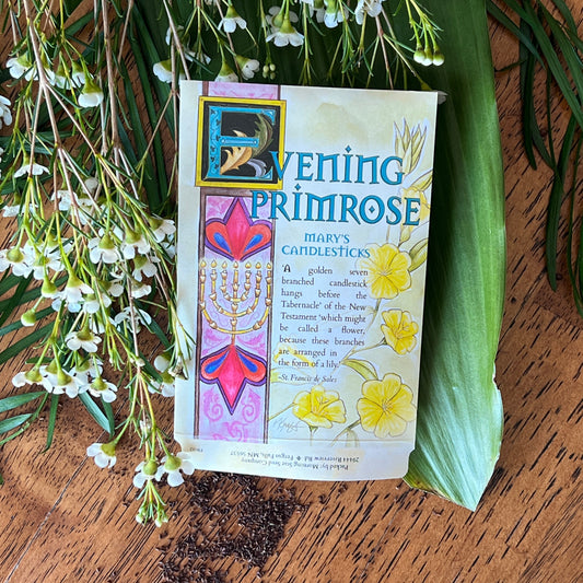 Evening Primrose