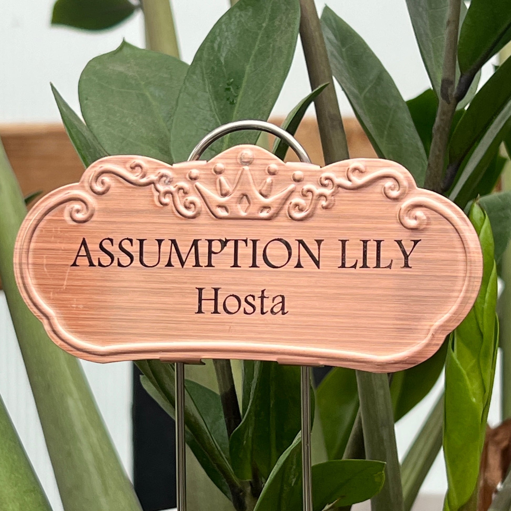 Assumption Lily