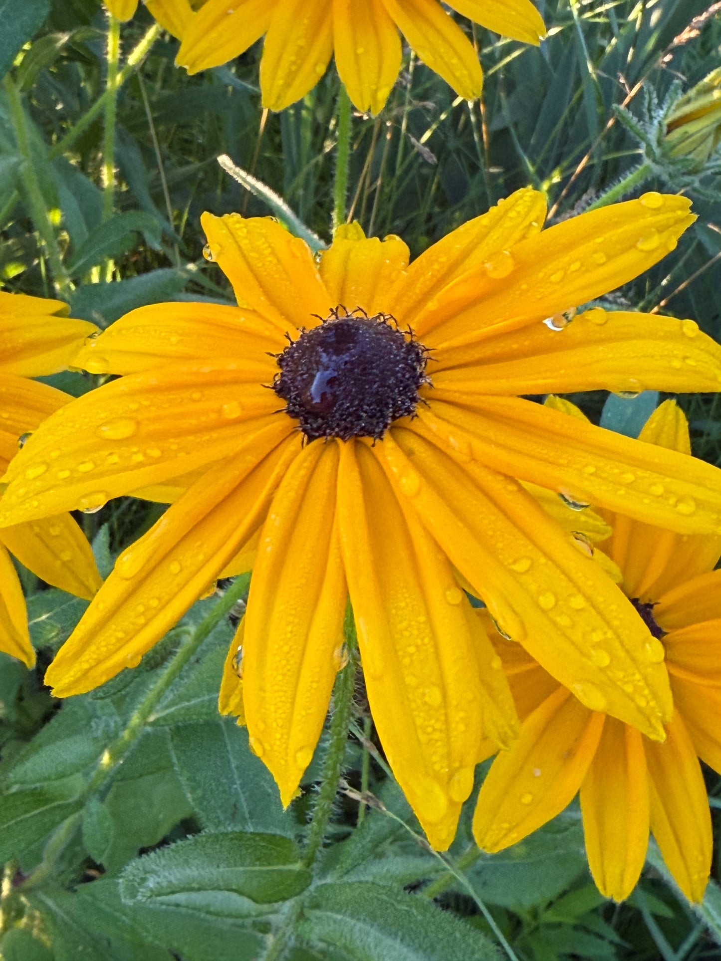 Rudbeckia- Indian Summer
