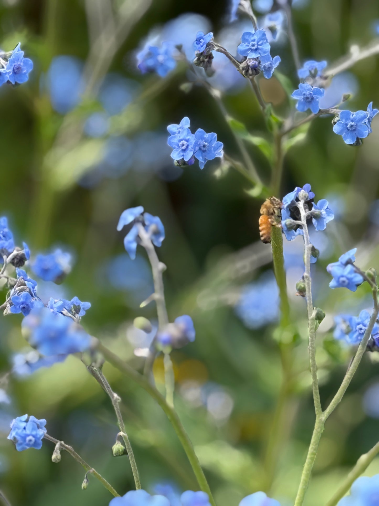 Chinese Forget-me-nots