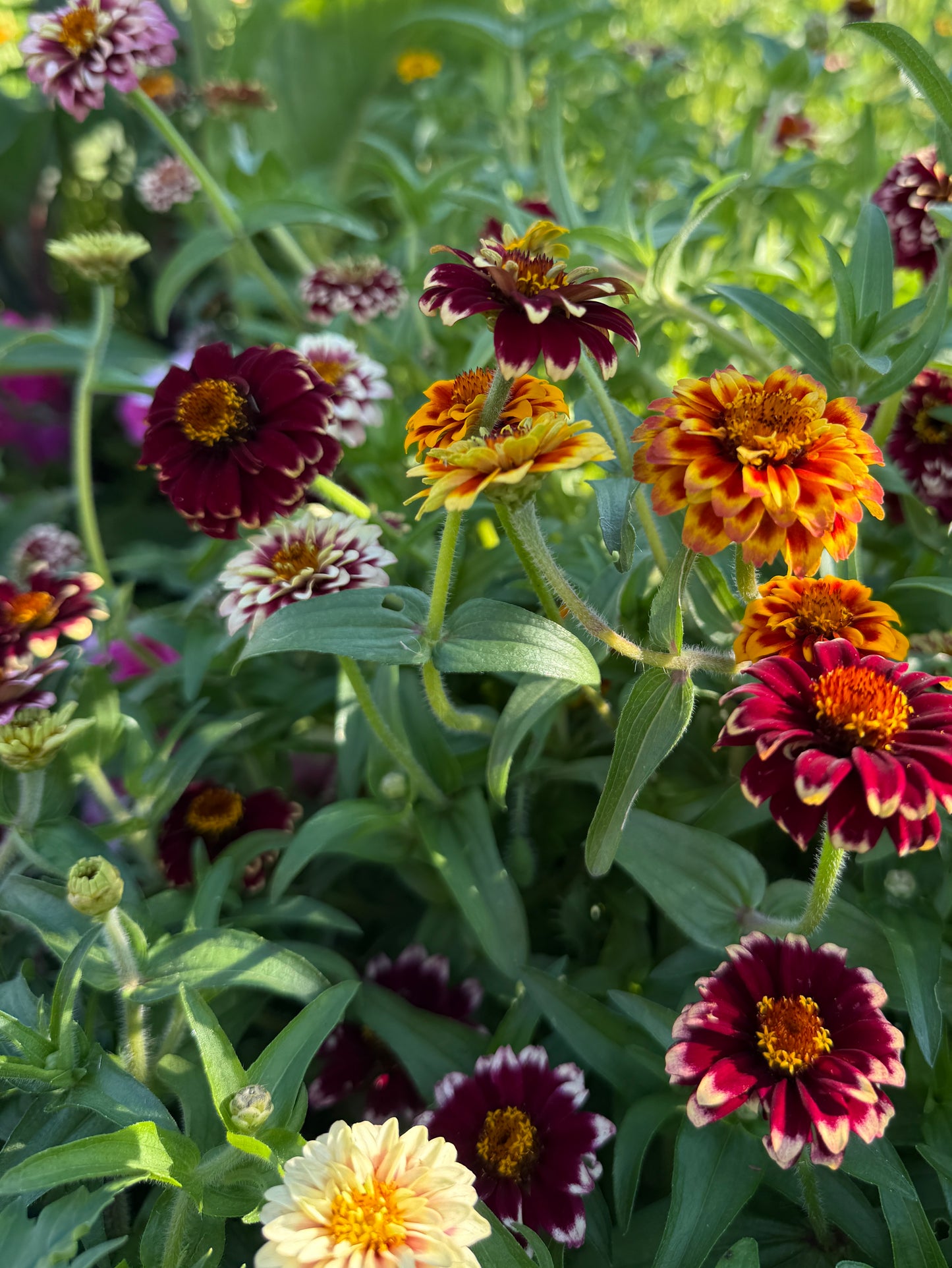 Zinnia 'Aztec Sunset'