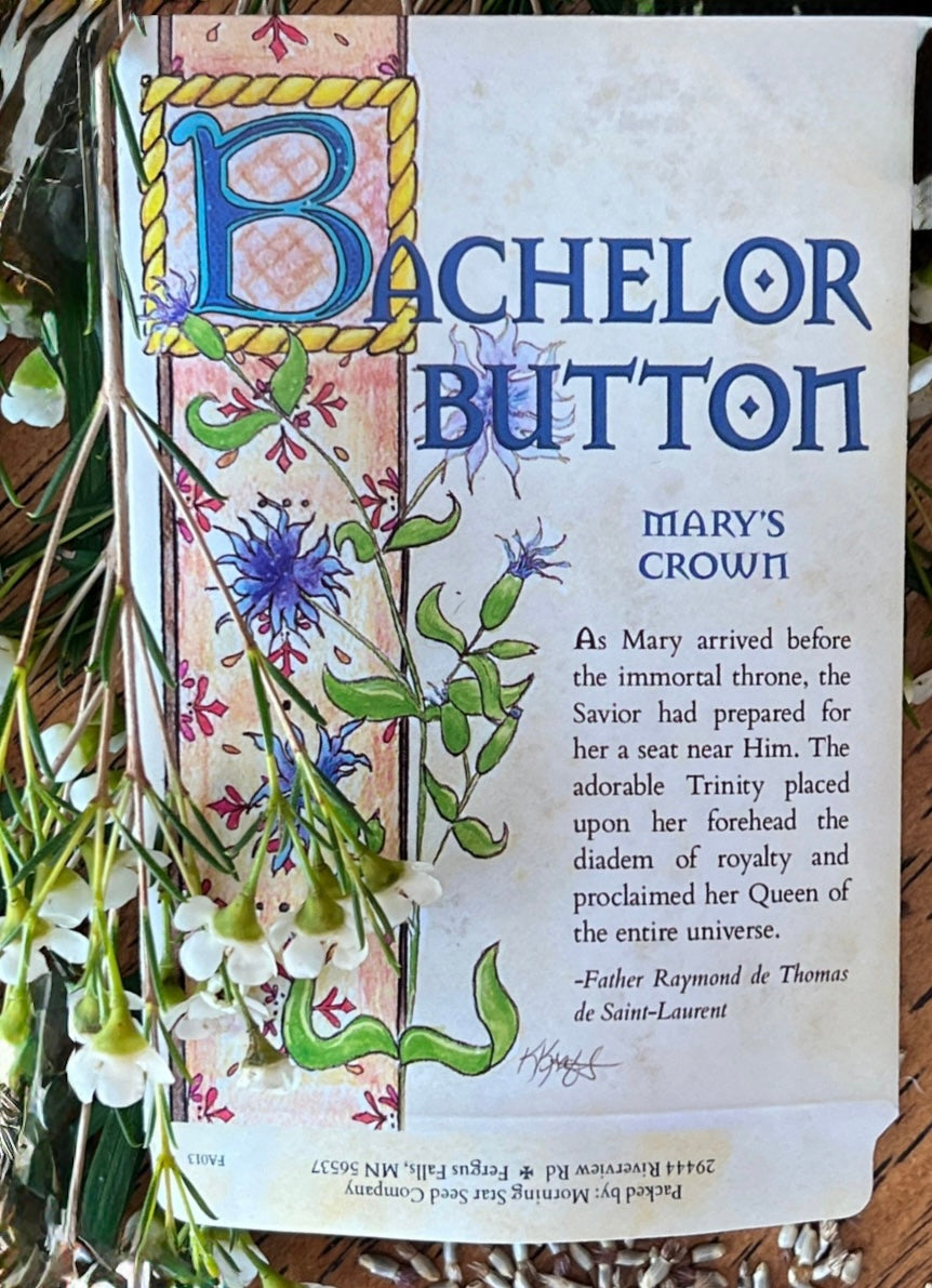 Bachelor Button 'Blue Boy'