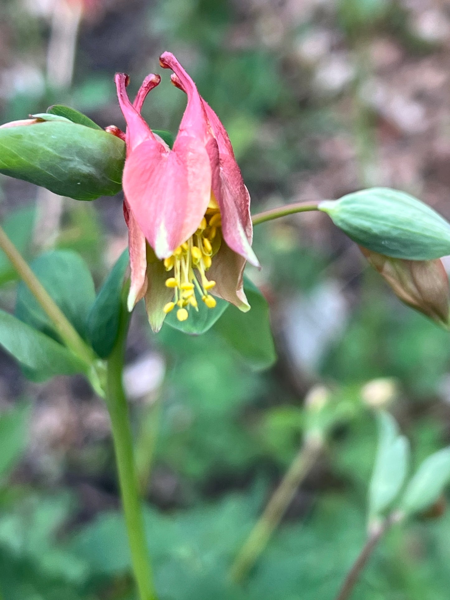 Kateri Tekakwitha-North American Native seeds Bundle