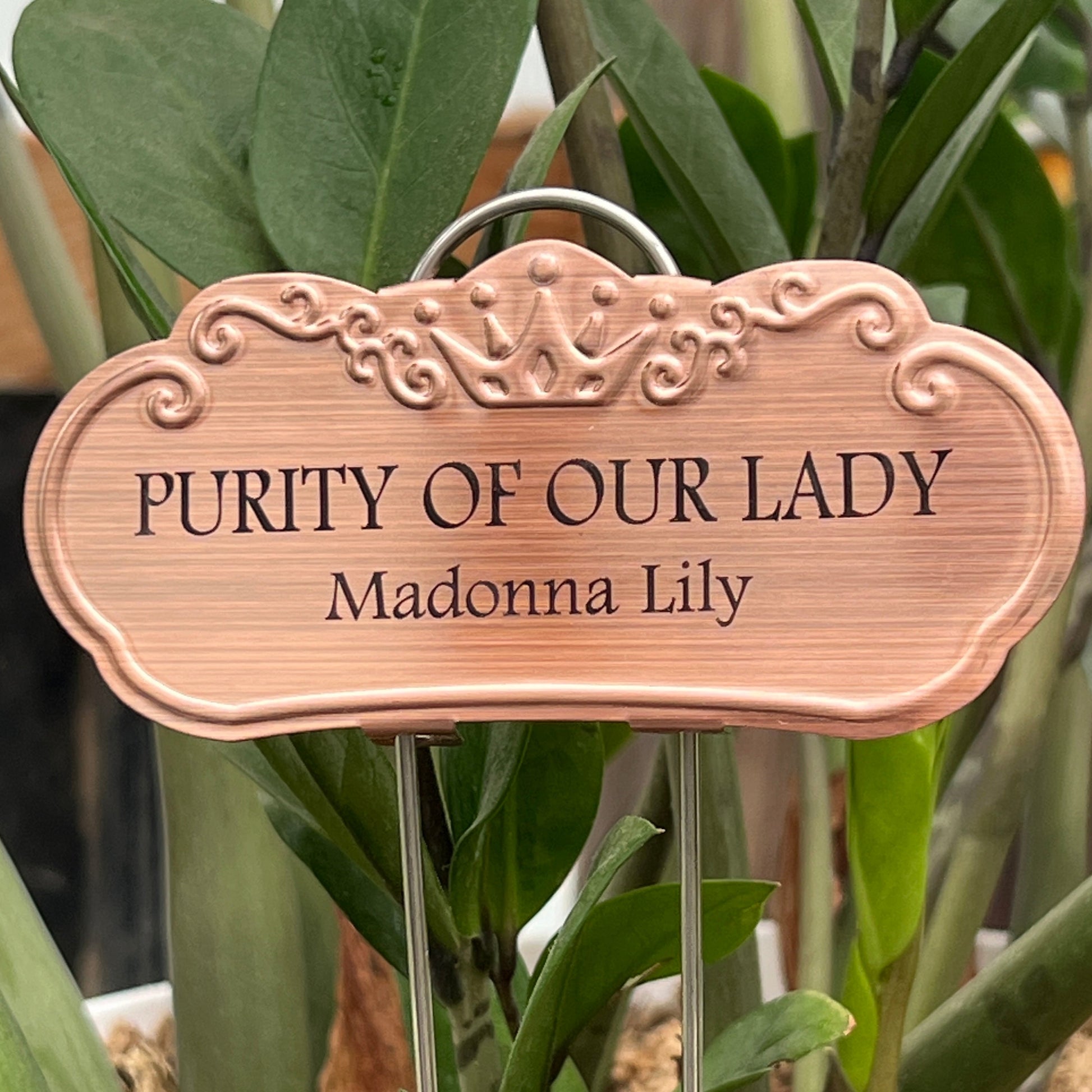Purity of Our Lady