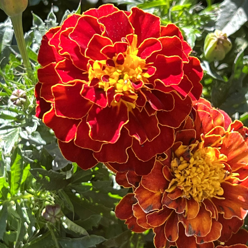 French Marigold
